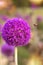 Bee landing onÂ a Violet Onion flower. Ornamental honey